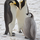 Adult emperor penguins and their chick on the sea ice close to Halley Research Station on the Brunt Ice Shelf.